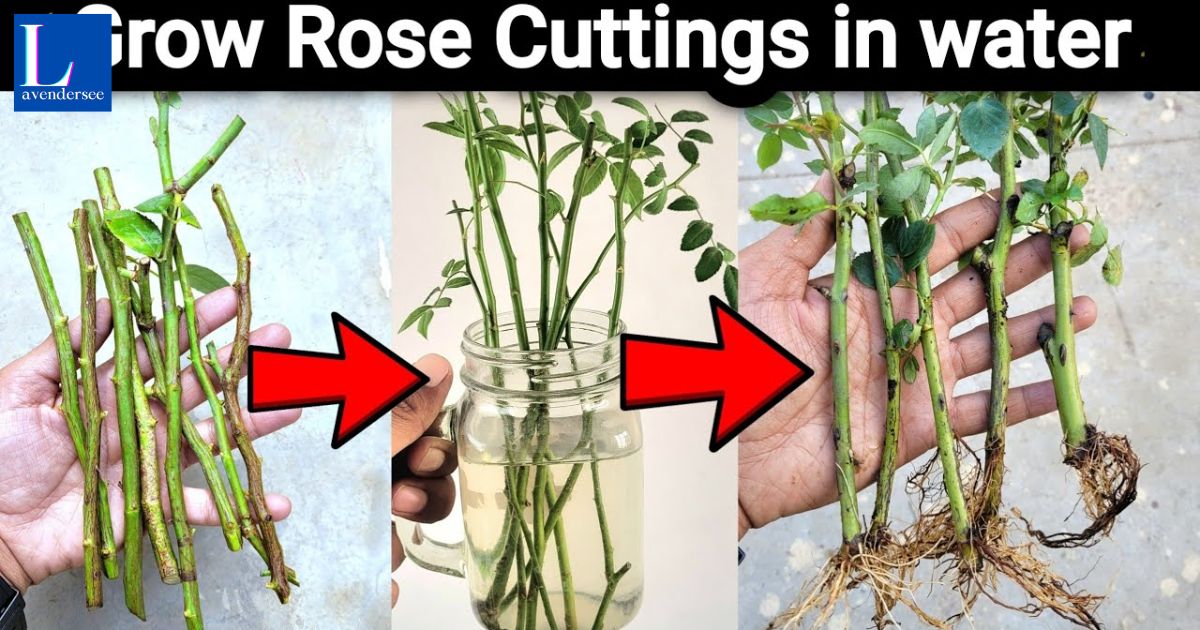 How To Propagate Lavender In Water Step By Step Guide 6 how-to-propagate-lavender-in-water-step-by-step-guide-6