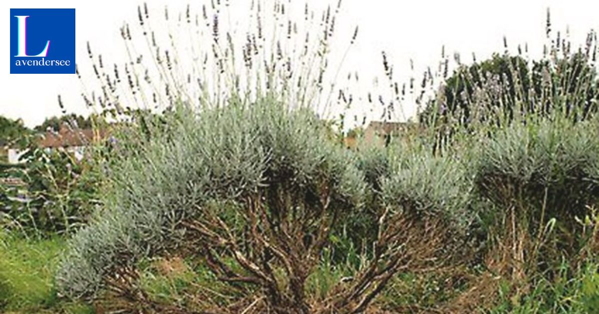 What Does A Dead Lavender Plant Look Like?