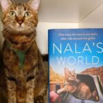 Meet Nala Cat The Instagram Star With A Ton Of Fo – Tymoff
